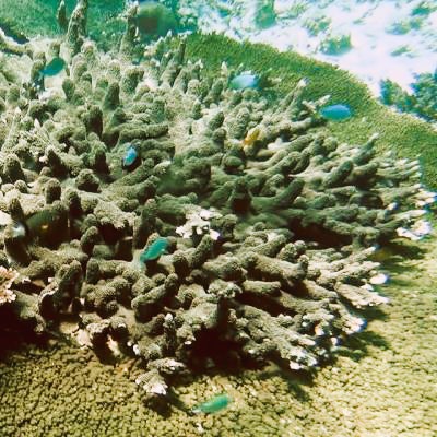 Sango Meereskoralle: Korallenstock Korallenstock der Sango Meereskoralle